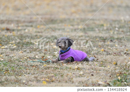 Chihuahua-Poodle mixed breed dog (Chihuahua x Poodle) playing in a dog run Chihuahua-Poodle mixed breed dog (Chihuahua x Poodle) playing in a dog run 134418924