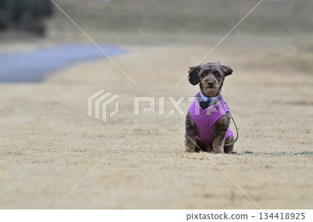 吉娃娃和貴賓犬的混種犬(吉娃娃 x 貴賓犬)在狗跑道裡玩耍 吉娃娃和貴賓犬的混種犬(吉娃娃 x 貴賓犬)在狗跑道裡玩耍 134418925