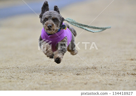 吉娃娃和貴賓犬的混種犬(吉娃娃 x 貴賓犬)在狗跑道裡玩耍 吉娃娃和貴賓犬的混種犬(吉娃娃 x 貴賓犬)在狗跑道裡玩耍 134418927