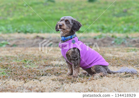 吉娃娃和貴賓犬的混種犬(吉娃娃 x 貴賓犬)在狗跑道裡玩耍 吉娃娃和貴賓犬的混種犬(吉娃娃 x 貴賓犬)在狗跑道裡玩耍 134418929