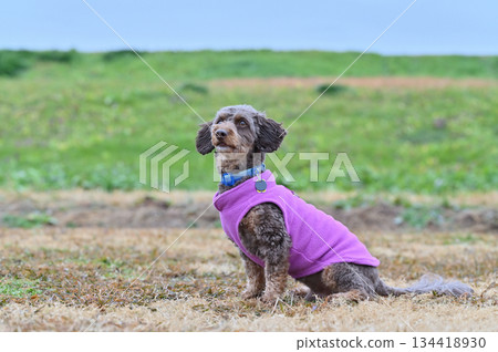 吉娃娃和貴賓犬的混種犬(吉娃娃 x 貴賓犬)在狗跑道裡玩耍 吉娃娃和貴賓犬的混種犬(吉娃娃 x 貴賓犬)在狗跑道裡玩耍 134418930