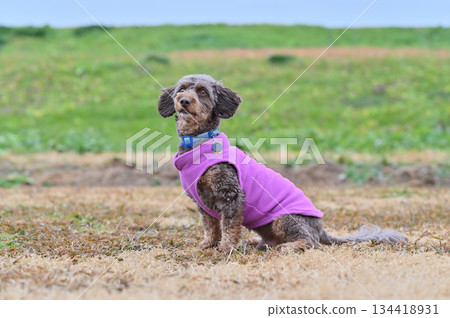 吉娃娃和貴賓犬的混種犬(吉娃娃 x 貴賓犬)在狗跑道裡玩耍 吉娃娃和貴賓犬的混種犬(吉娃娃 x 貴賓犬)在狗跑道裡玩耍 134418931