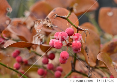 Red fruits of Smilax smilax (Smilaxaceae) Red fruits of Smilax smilax (Smilaxaceae) 134418980
