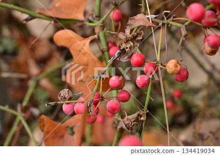 菝葜(Smilax smilax,菝葜科)的紅色果實 菝葜(Smilax smilax,菝葜科)的紅色果實 134419034