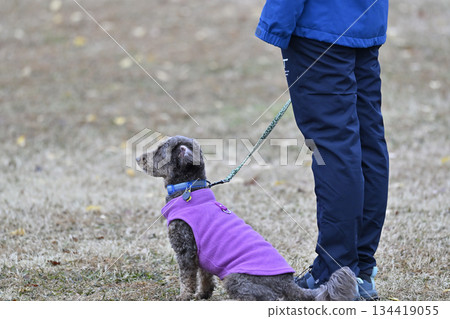 一名女子和一隻吉娃娃和貴賓犬的混血犬(吉娃娃 x 貴賓犬)在狗跑道裡玩耍 一名女子和一隻吉娃娃和貴賓犬的混血犬(吉娃娃 x 貴賓犬)在狗跑道裡玩耍 134419055