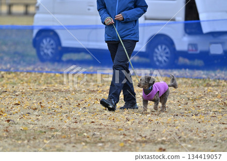 一名女子和一隻吉娃娃和貴賓犬的混血犬（吉娃娃 x 貴賓犬）在狗跑道裡玩耍 134419057