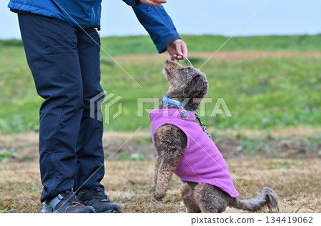 A woman and a Chihuahua-Poodle mix dog (Chihuahua x Poodle) playing in a dog run A woman and a Chihuahua-Poodle mix dog (Chihuahua x Poodle) playing in a dog run 134419062