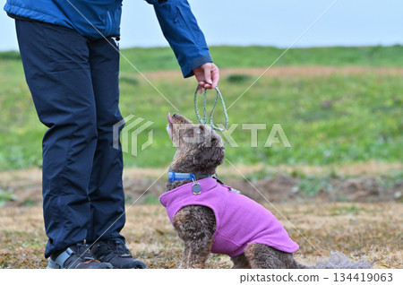 一名女子和一隻吉娃娃和貴賓犬的混血犬(吉娃娃 x 貴賓犬)在狗跑道裡玩耍 一名女子和一隻吉娃娃和貴賓犬的混血犬(吉娃娃 x 貴賓犬)在狗跑道裡玩耍 134419063