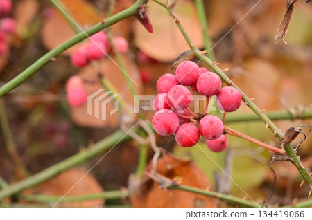 Red fruits of Smilax smilax (Smilaxaceae) Red fruits of Smilax smilax (Smilaxaceae) 134419066