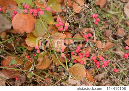 Red fruits of Smilax smilax (Smilaxaceae) Red fruits of Smilax smilax (Smilaxaceae) 134419108