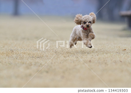 茶杯貴賓犬在狗狗跑道玩耍 134419303