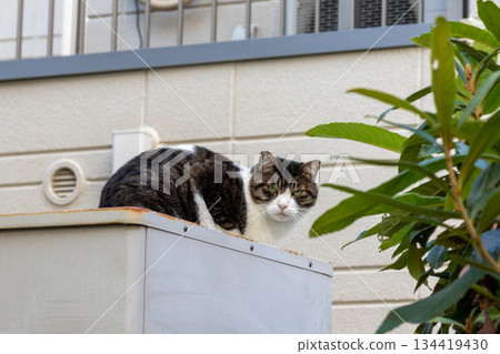 Stray cat looking back on a platform Stray cat looking back on a platform 134419430