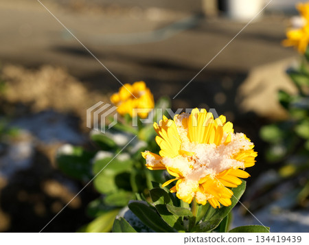 黃色的花被雪覆蓋 黃色的花被雪覆蓋 134419439