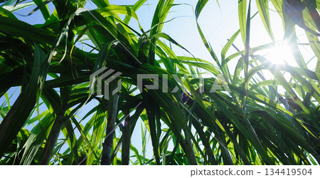 Sugarcane crops  grow in field 134419504