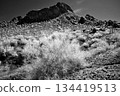 Black and White Sonoran Desert Arizona 134419513