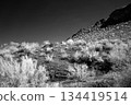Black and White Sonoran Desert Arizona 134419514