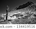 Black and White Sonoran Desert Arizona 134419516