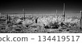 Black and White Sonoran Desert Arizona 134419517