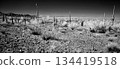 Black and White Sonoran Desert Arizona 134419518