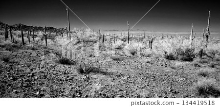Black and White Sonoran Desert Arizona 134419518
