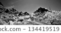 Black and White Sonoran Desert Arizona 134419519