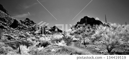 Black and White Sonoran Desert Arizona 134419519