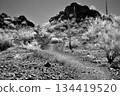 Black and White Sonoran Desert Arizona 134419520