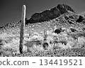 Black and White Sonoran Desert Arizona 134419521