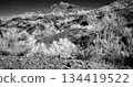 Black and White Sonoran Desert Arizona 134419522