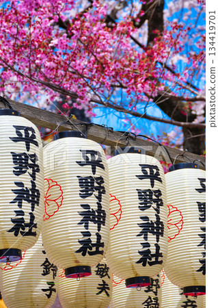 Hirano Shrine, a famous cherry blossom spot in Kyoto (Kita Ward, Kyoto City, Kyoto Prefecture) Hirano Shrine, a famous cherry blossom spot in Kyoto (Kita Ward, Kyoto City, Kyoto Prefecture) 134419701