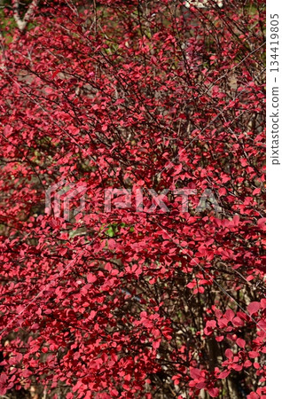 小蘗(小蘗科)落葉灌木 小蘗(小蘗科)落葉灌木 134419805