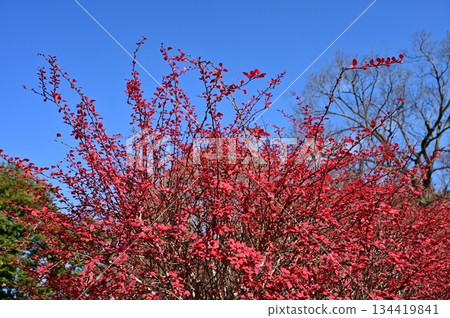 小蘗（小蘗科）落葉灌木 134419841