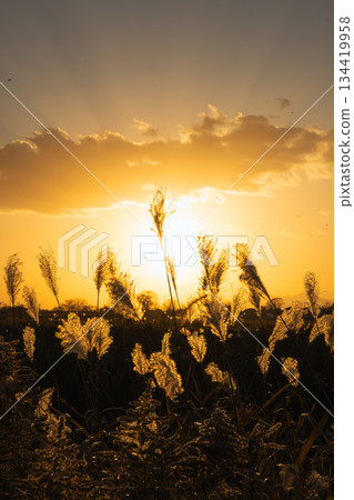 A cluster of silver grass shining silvery white in the setting sun A cluster of silver grass shining silvery white in the setting sun 134419958