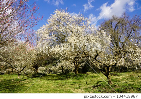Plum blossoms blooming in the park in spring 134419967