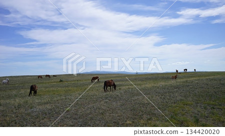A herd of horses grazes in a meadow on Olkhon Island. A herd of horses grazes in a meadow on Olkhon Island. 134420020