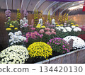 Chrysanthemum festival 134420130