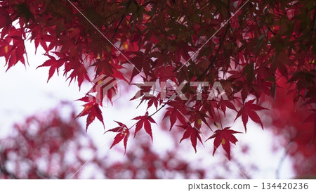Bright red autumn leaves Bright red autumn leaves 134420236