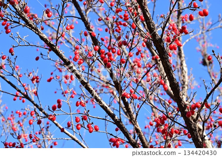 Red berries of the Cornus cherry (Cornaceae) 134420430