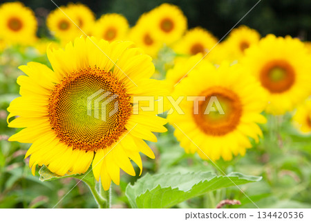 夏季盛開的向日葵 134420536