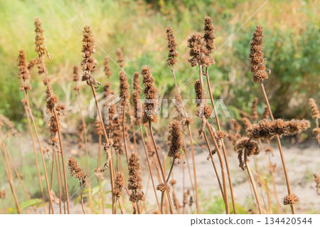 Hyssop plant in cottage garden in sunny day. Dry Agastache foeniculum grows in autumn. Seed head of flower. Brown plants in meadow. Decorative herbaceous perennial. 134420544