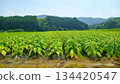 Tobacco field 134420547