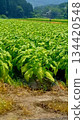 Tobacco field 134420548