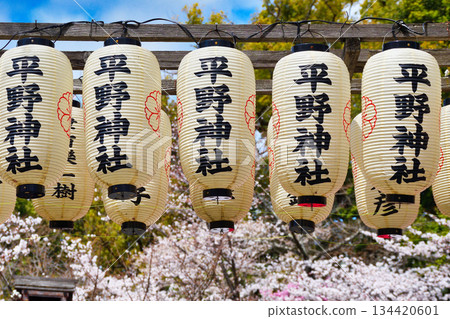平野神社，京都著名的賞櫻勝地（京都府京都市北區） 134420601