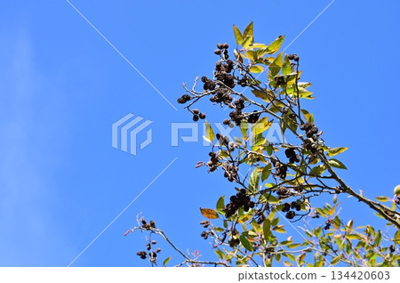 Alder (Betulaceae) deciduous tree 134420603