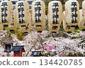 Hirano Shrine, a famous cherry blossom spot in Kyoto (Kita Ward, Kyoto City, Kyoto Prefecture) 134420785