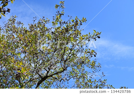 Alder (Betulaceae) deciduous tree 134420786