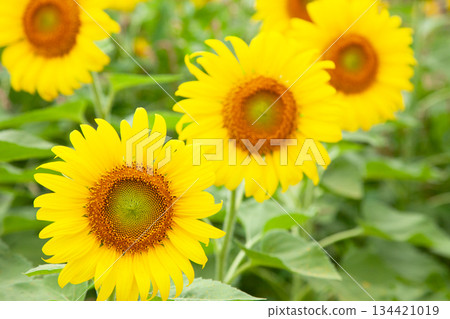 夏季盛開的喜馬拉雅花 134421019