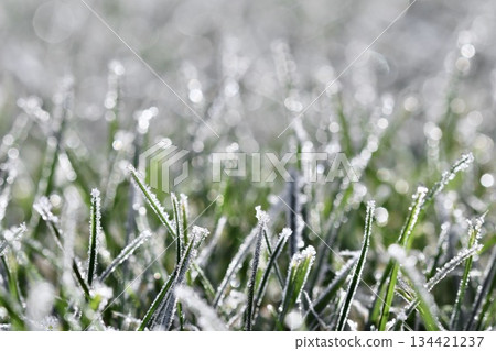 Frozen green grass blades covered with white hoarfrost crystals glittering in warm morning sunlight, showing winter nature 134421237