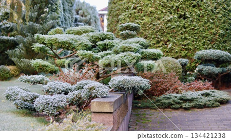 Hoarfrost covering a landscaped garden with evergreen shrubs and ornamental trees creating a beautiful winter scene 134421238