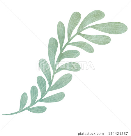 Green plant branch with rounded leaves, handmade illustration in flat style, isolated element. Watercolor, pastel, gouache, pencil. For designing 134421287